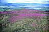 340: Fireweed, Southeast  Alaska