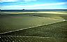 343: Winter Wheat, Two Buttes, Baca County, Colorado